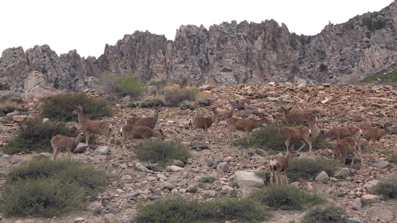 el venado bura hembra juvenil pasta en la ladera de una colina en las montañas orientales de sierra nevada 4