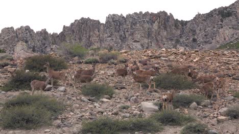 el venado bura hembra juvenil pasta en la ladera de una colina en las montañas orientales de sierra nevada 4