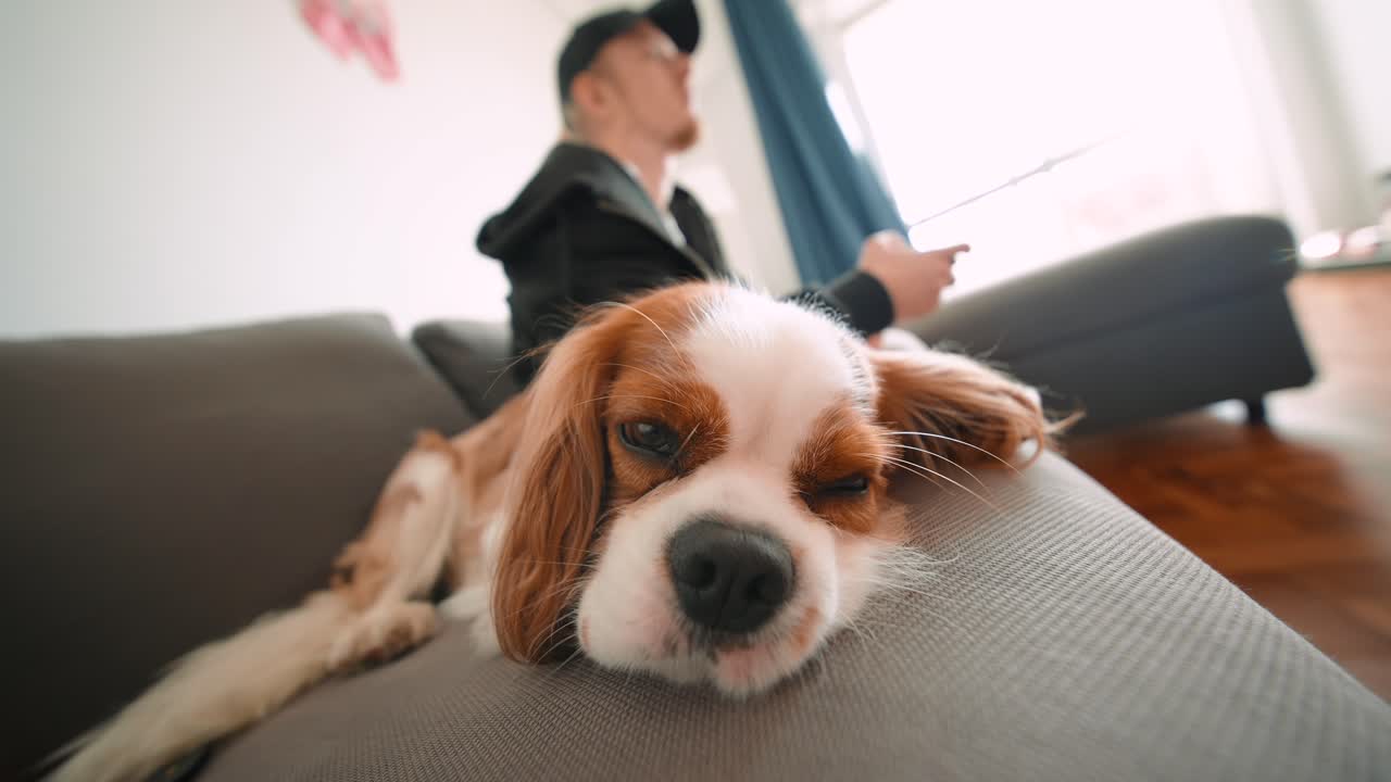 Cavalier King Charles Spaniel Resting on Couch with Man in Background