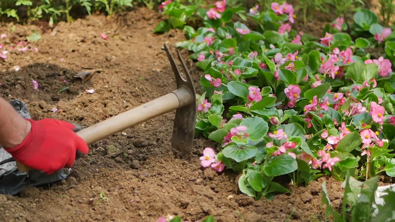 Tuinier gebruikt handgereedschap om grond voor te bereiden voor het planten van bloemen