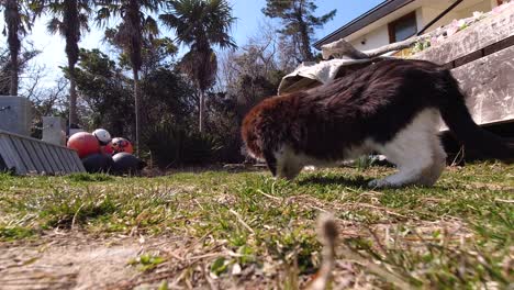 cute black and white cat sniffing around on ground, low angle shot