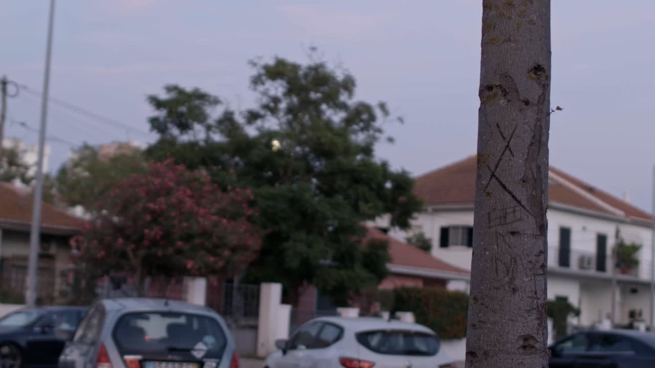 disparo estático de un árbol con algunos cortes en cerca de una calle con algunos coches estacionados en