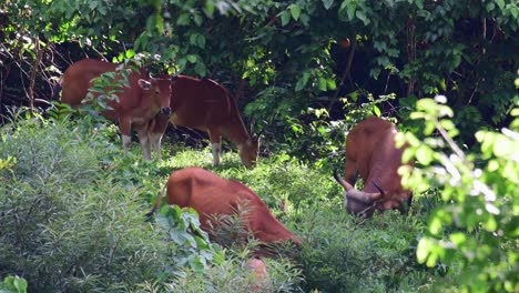 grupo de banteng alimentándose de hierba verde en el santuario de vida silvestre de huai kha khaeng en rabam, tailandia - plano general