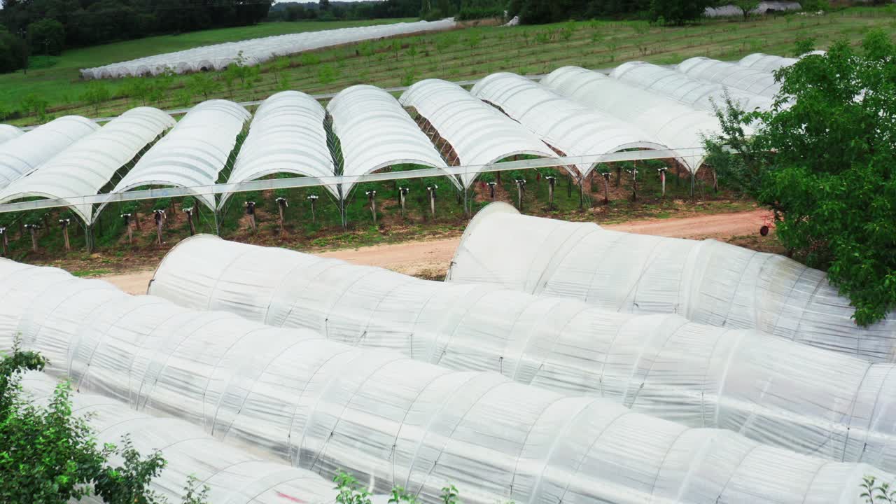 유리  ⁇ 에 있는 유기농 딸기