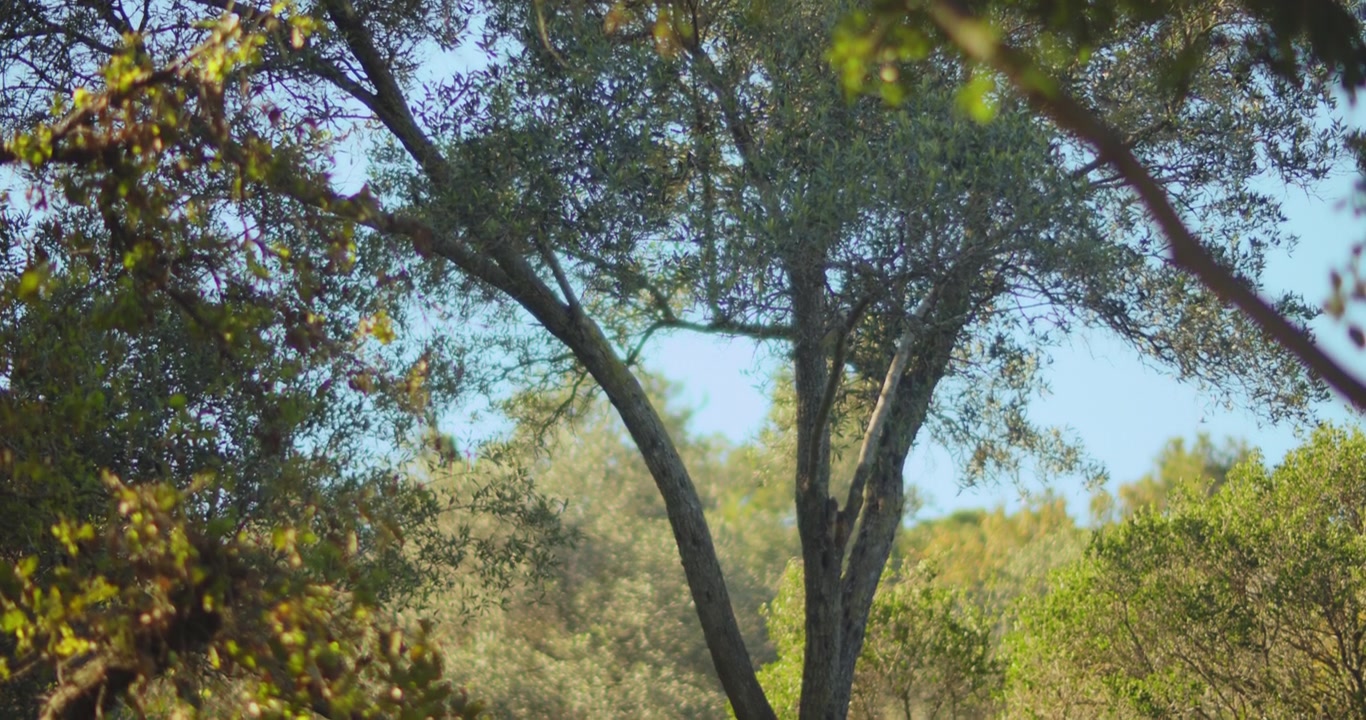 Parc naturel avec des arbres par une journée ensoleillée