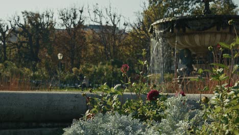 close up of flowers and a decorative fountain in vienna's volksgarten on a sunny day