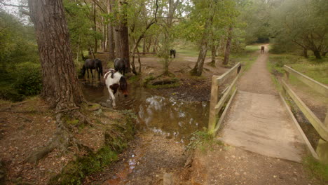 new forest pony walks out of a river stream and out of frame close to the camera in the new forest