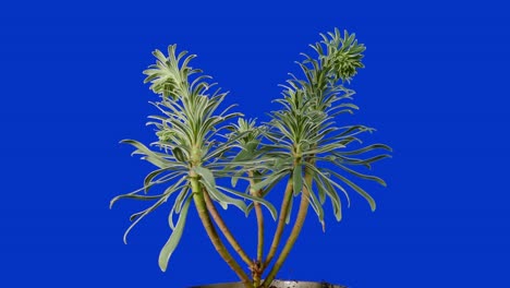 exotic plant moving shot on bluescreen