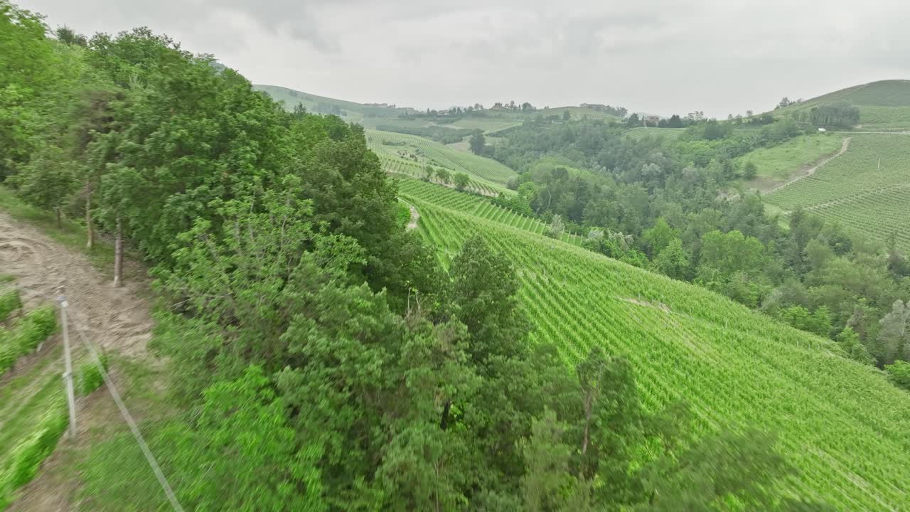 hermosos viñedos italianos