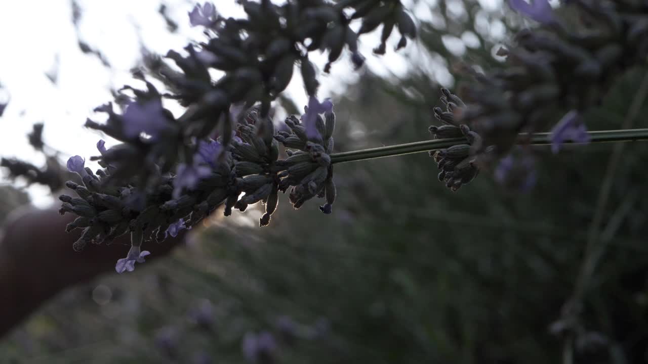 Fiori di lavanda sotto il caldo sole, primo piano