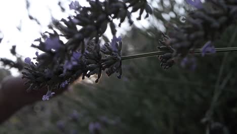 Lavendelblüten-Im-Warmen-Sonnenschein,-Nahaufnahme