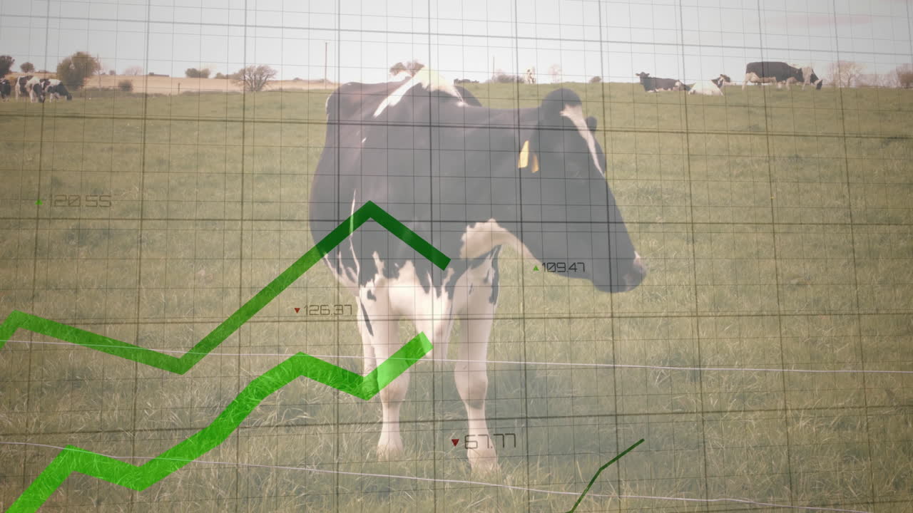 Holstein cow standing in grassy pasture, displaying translucent grid overlay with data graphs