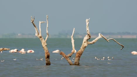 vista de un árbol muerto parado en el lago mar chiquita con flamencos