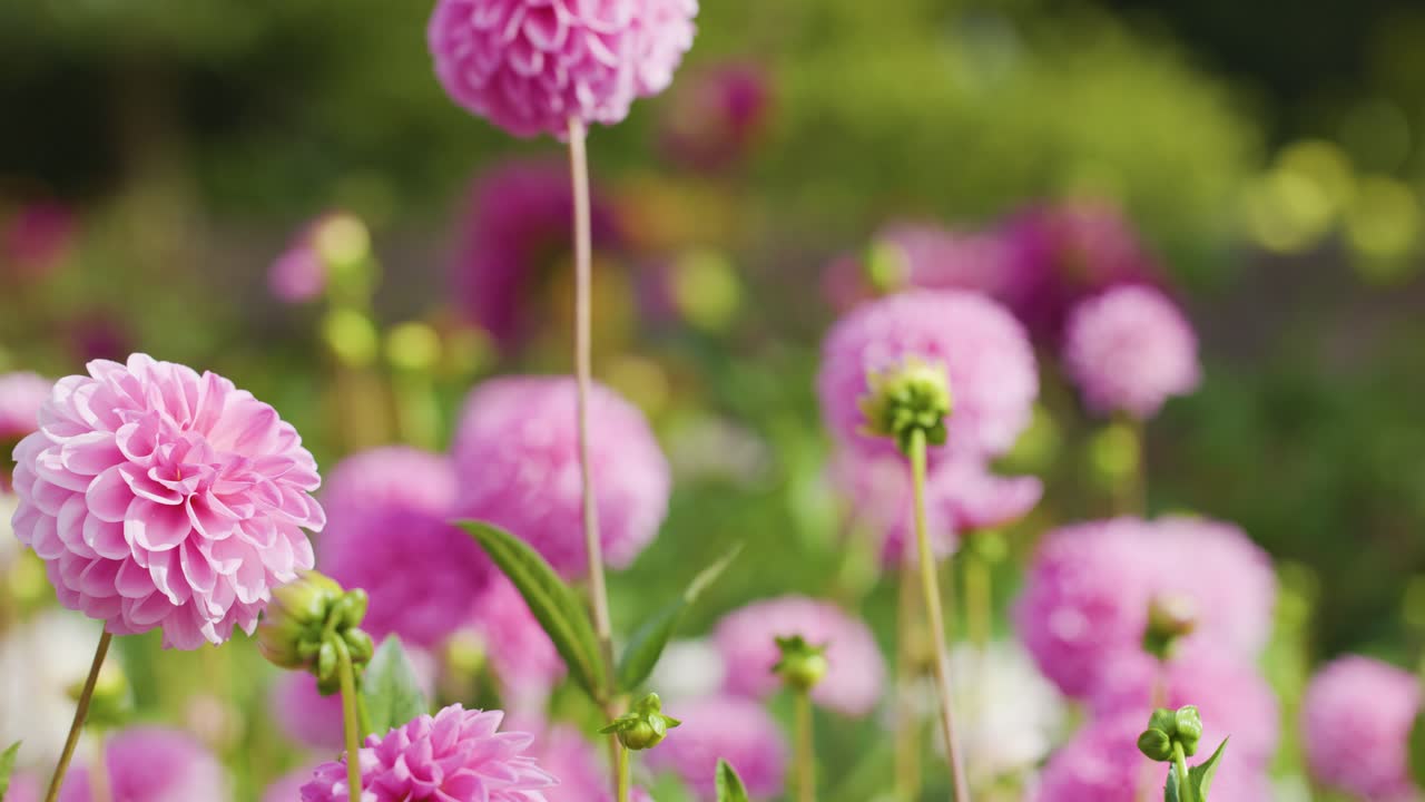 La luce soffusa del giorno accarezza dalie rosa in fiore in un giardino lussureggiante con profondità di campo ridotta