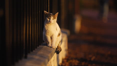 Toma-En-Cámara-Lenta-De-Un-Gato-Saltando-Y-Sentado-En-Una-Pared-Durante-La-Hora-Dorada