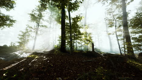 Sonne-Geht-In-Einem-Wald-Mit-Nebel-Auf