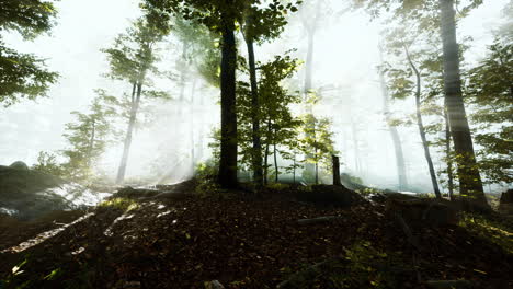 sol saliendo en un bosque con niebla