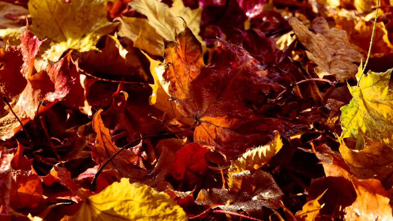 sol matutino y rocío en las hojas