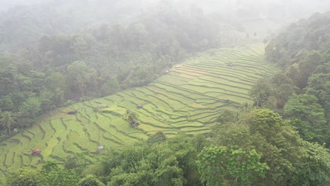 Video-Aéreo-En-Un-Aire-Increíble,-Con-Dron,-Sobre-Terrazas-De-Arroz-En-Un-Hermoso-Día