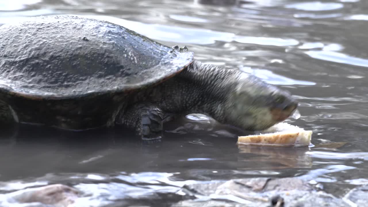 tortuga alimentándose de pan al borde de la laguna