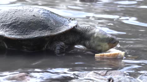 turtle feeding on bread at edge of lagoon