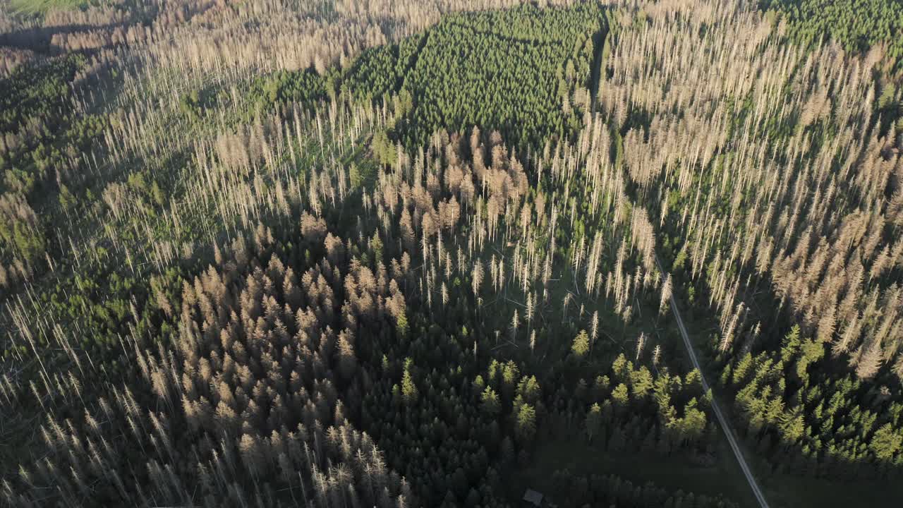 vista de gran altitud del parque nacional de harz, árboles enfermos, escarabajo de corteza, en baja sajonia, alemania