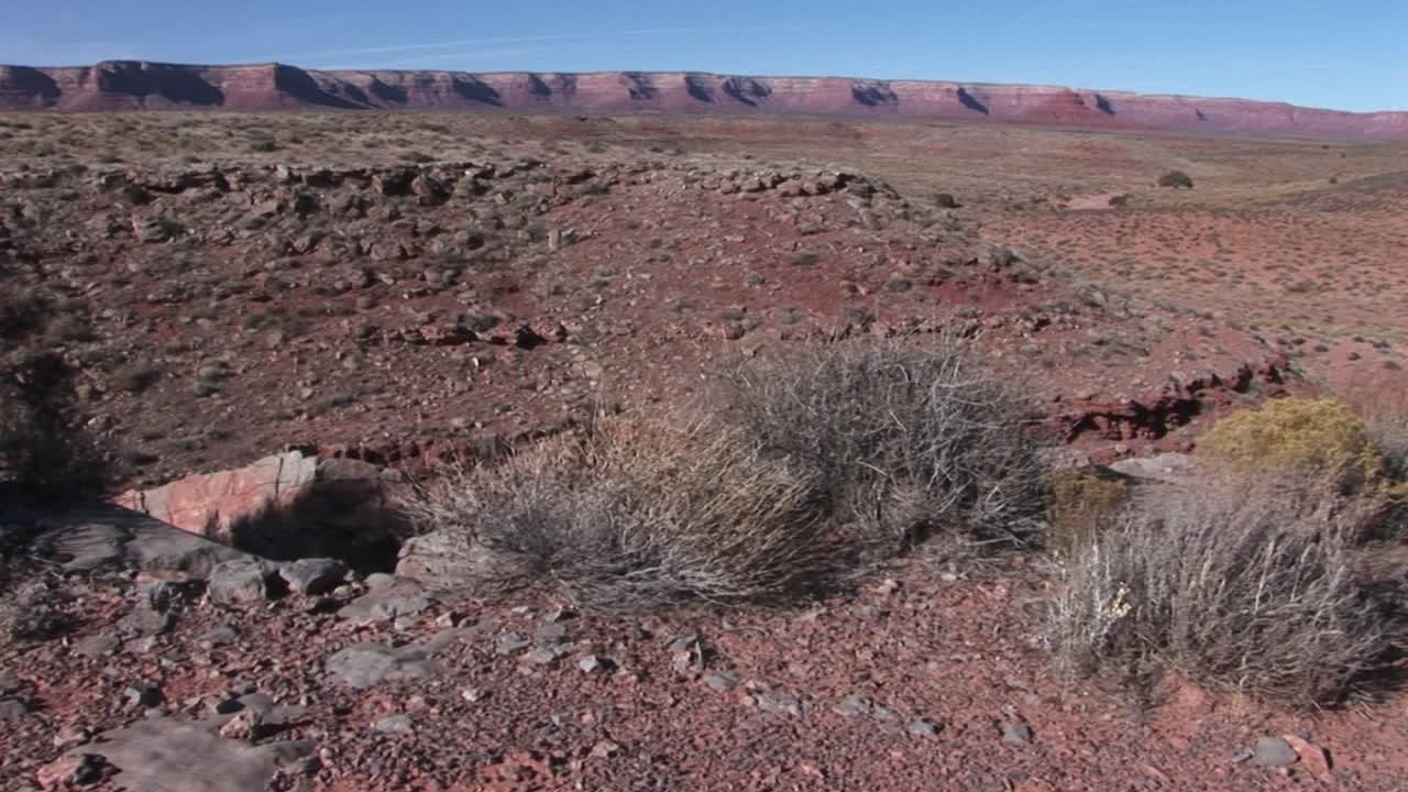 crabright lentamente a través de un desierto hasta un cráneo de vaca que yacía en tierra roja