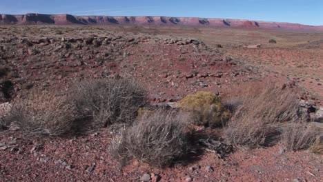 Crabright-Lentamente-A-Través-De-Un-Desierto-Hasta-Un-Cráneo-De-Vaca-Tirado-En-Tierra-Roja