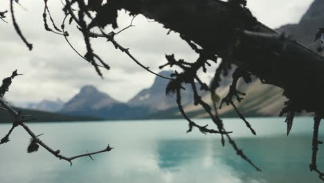 a close up shot of some branches of a pine tree, with the outstanding and peaceful scenery of bow lake in the background