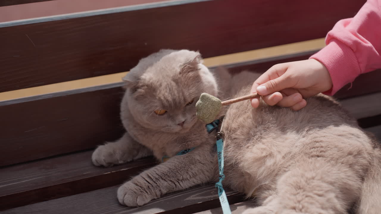 Cat Enjoys Snack, Girl Shares Treat With Feline, Sunny Park Scene With Cat And Girl, Feline Receives Biscuit From Girl In Bright Sunny Park, Girl Offers Treat To Relaxed Cat Sitting On Park Bench