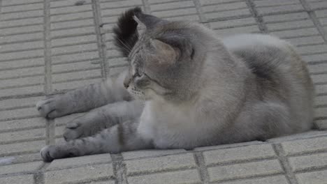 beautiful grey cat with dark tail resting on the sidewalk in the shadow