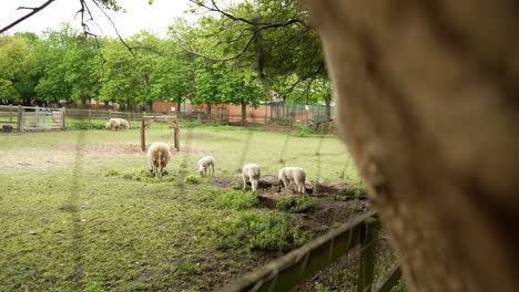 Foto-Reveladora-De-Ovejas-Dentro-De-Un-Rancho