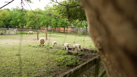 disparo revelador de ovejas dentro de un rancho