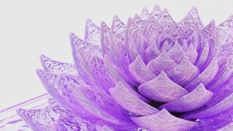 Glistening-Purple-Bloom-white-background