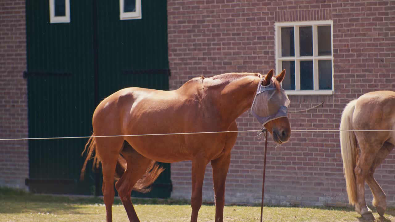 Digital film look portrait of standing horse animal livestock next to the stalls with sunlight on daytime in the village