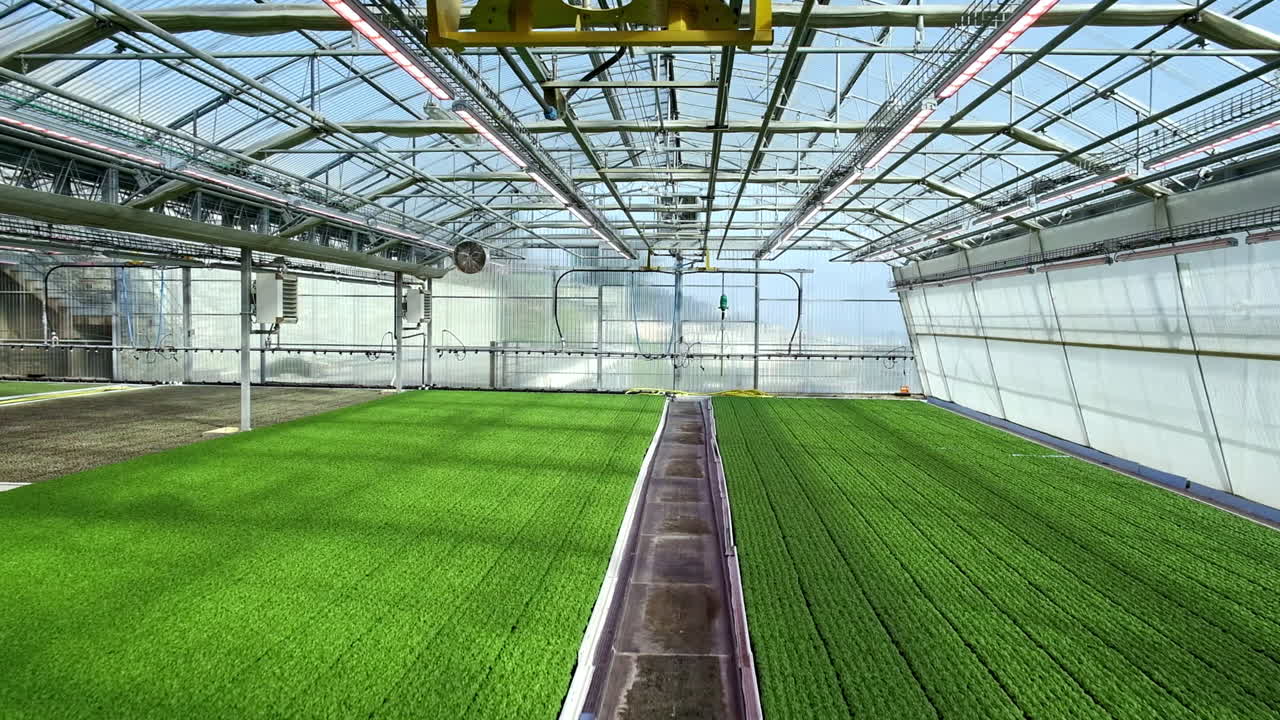 dolly riser disparado en un gran invernadero utilizado para el cultivo de plantas de albahaca orgánica