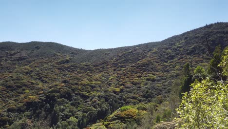 paisaje de la reserva de la biosfera de nilgiri fuera de ooty, tamil nadu, india