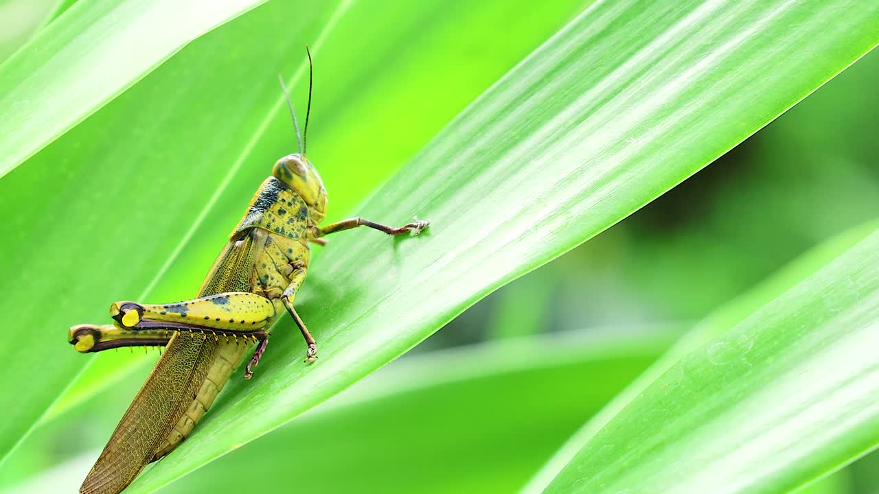 primer plano de un saltamontes posado en hojas verdes vibrantes en la naturaleza