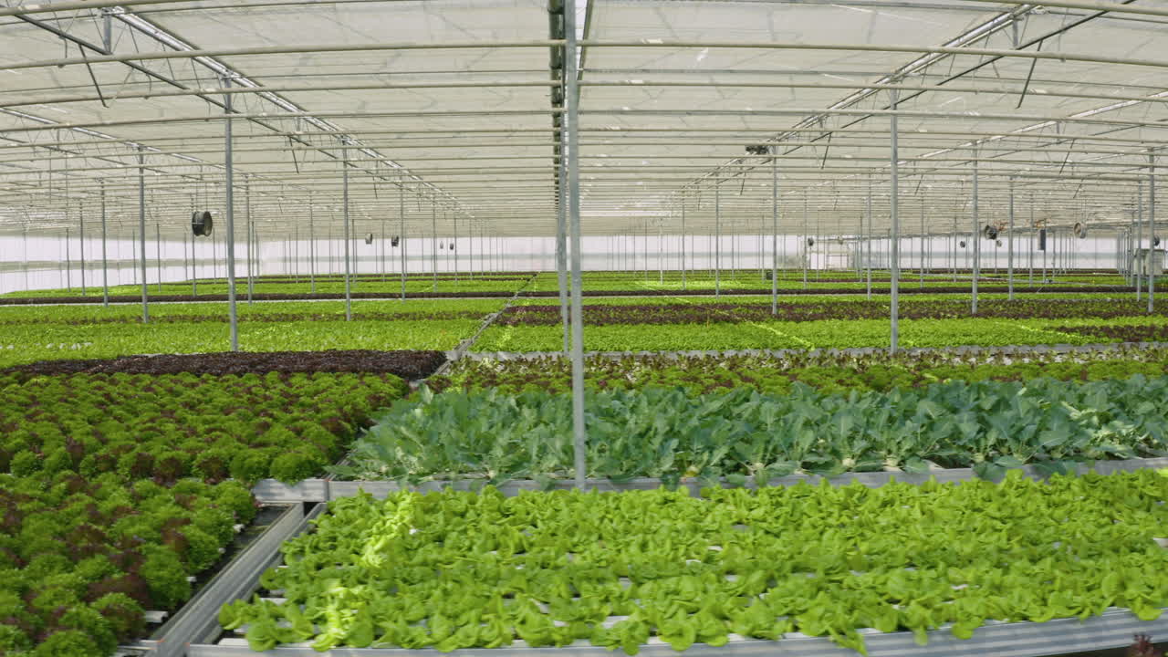 гидропонический салат, выращиваемый в теплице