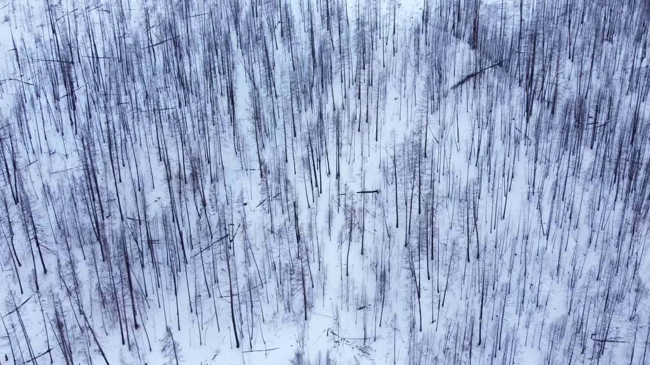 después de un largo período de incendios forestales en la columbia británica, los restos de un bosque quemado en una montaña cubierta de nieve vuelven a la vida.