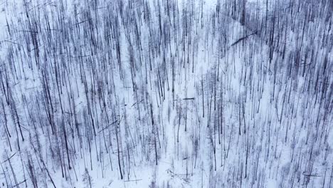 Following-a-long-period-of-forest-fires-in-British-Columbia,-the-remains-of-a-burnt-forest-on-a-snow-covered-mountain-comes-back-to-life