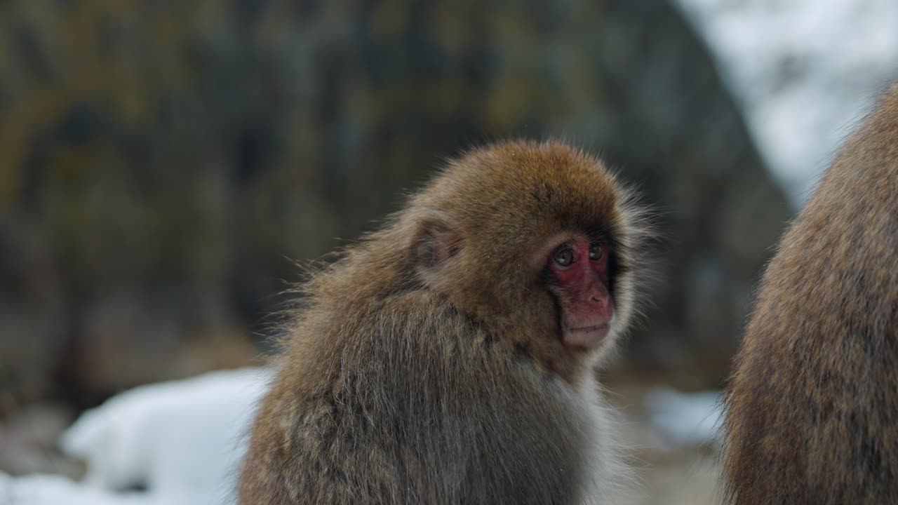 A shot of a snow monkey in the serene, snow-covered landscape of Jigokudani, Japan. The pristine white backdrop highlights the natural beauty of the iconic Japanese macaques in their habitat.