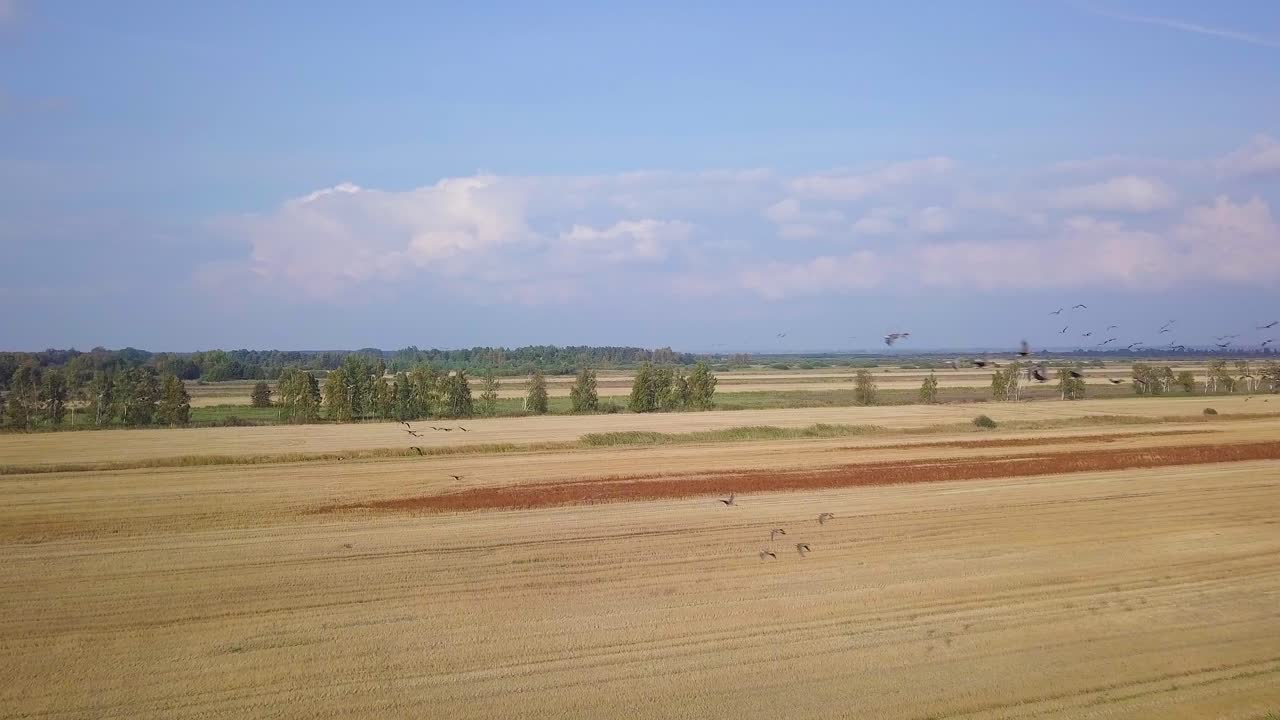 Aerial view of a large flock of bean goose flying in the air over the yellow agricultural field, sunny autumn day, autumn bird migration, wide angle drone shot moving forward