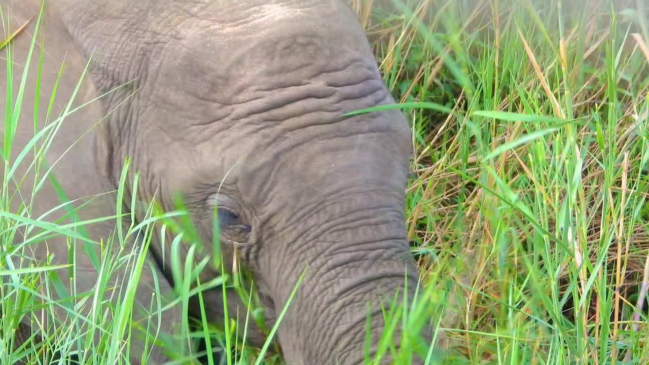 아프리카 코끼리의 얼굴은 높은 풀을 먹으며, 주름이 많은 코와 피부로 귀를 니다.