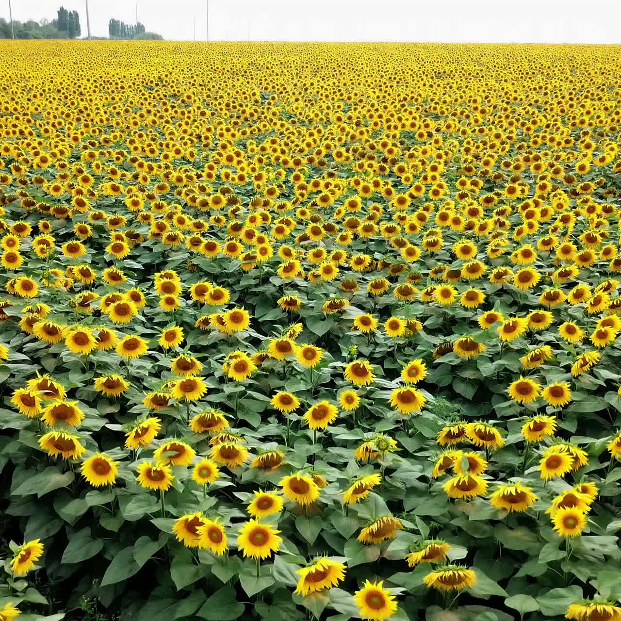 Yellow sunflowers growing in the field on the summer natural background. Big plantation of blooming sunflowers in the rural place for farming. Camera moves back.