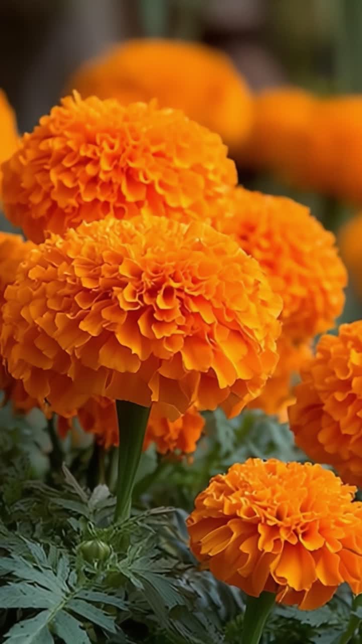 Vivaci calendule arancioni che sbocciano in un giardino lussureggiante, mettendo in mostra i loro sorprendenti motivi floreali e il fogliame verde, perfettamente catturate in due inquadrature distinte.