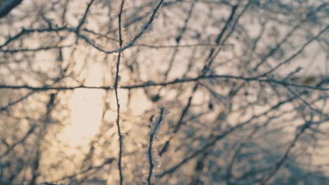 Mit-Frischem-Frost-Bedeckte-Zweige-Im-Wintergarten-Bei-Sonnenuntergang