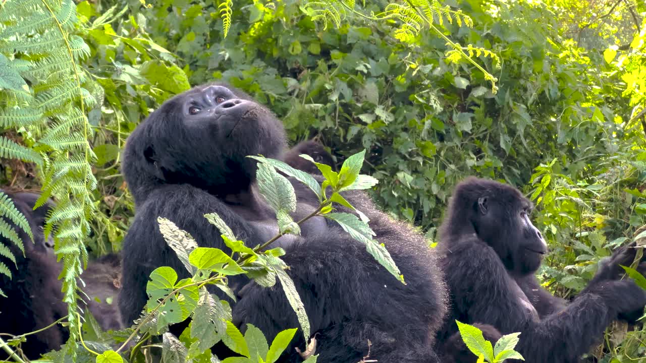 Gruppo di gorilla di montagna seduti vicini nella fitta vegetazione verde all'interno della Foresta Impenetrabile di Bwindi, Uganda, che mostrano un comportamento sociale calmo e un habitat naturale di foresta pluviale