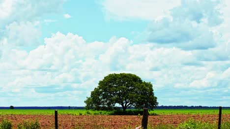 queda un árbol solitario después de la deforestación para plantar soja