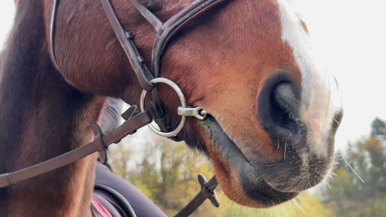 Close-up of horse nostrils and snout of white and brown horse with bridle and unrecognizable jockey on saddle